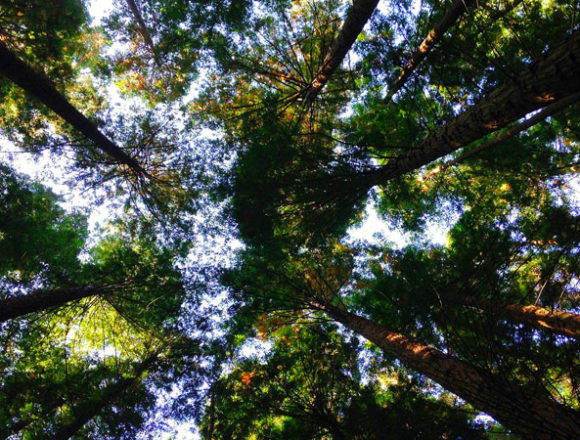 Green jobs, in Italia crescono le imprese che investono in sostenibilità e risparmio energetico Green jobs, in Italia crescono le imprese che investono in sostenibilità e risparmio energetico