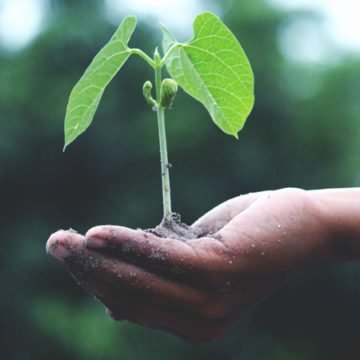 Green jobs e futuro del lavoro, gli atenei si preparano